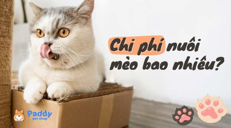 Chi phí thức ăn là khoản cố định hàng tháng khi nuôi mèo Anh.